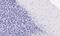 5-Hydroxytryptamine Receptor 2A antibody, LS-C155072, Lifespan Biosciences, Immunohistochemistry frozen image 