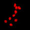 Histone H2B antibody, LS-C353496, Lifespan Biosciences, Immunofluorescence image 
