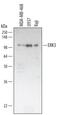 Mitogen-activated protein kinase 6 antibody, AF3196, R&D Systems, Western Blot image 