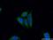 CD40 Ligand antibody, 16668-1-AP, Proteintech Group, Immunofluorescence image 