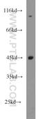 Ubiquitin Specific Peptidase 45 antibody, 15866-1-AP, Proteintech Group, Western Blot image 