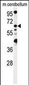 Vacuolar fusion protein MON1 homolog B antibody, PA5-72016, Invitrogen Antibodies, Western Blot image 