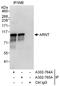 Aryl Hydrocarbon Receptor Nuclear Translocator antibody, A302-764A, Bethyl Labs, Immunoprecipitation image 