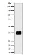 Poly(RC) Binding Protein 2 antibody, M02425-1, Boster Biological Technology, Western Blot image 