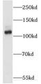 Erythrocyte Membrane Protein Band 4.1 Like 1 antibody, FNab02796, FineTest, Western Blot image 