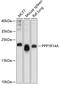 Protein Phosphatase 1 Regulatory Inhibitor Subunit 14A antibody, 13-473, ProSci, Western Blot image 