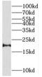Ras Homolog, MTORC1 Binding antibody, FNab07280, FineTest, Western Blot image 
