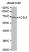 Long-chain-fatty-acid--CoA ligase 5 antibody, abx001175, Abbexa, Western Blot image 