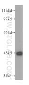 PSPB antibody, 13664-1-AP, Proteintech Group, Western Blot image 