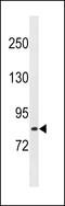 Leucine Rich Repeats And Calponin Homology Domain Containing 1 antibody, 60-950, ProSci, Western Blot image 
