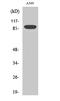 Exonuclease 1 antibody, A00536, Boster Biological Technology, Western Blot image 