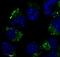 Tubulin Beta 3 Class III antibody, GTX78442, GeneTex, Immunofluorescence image 