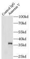 Annexin A5 antibody, FNab00436, FineTest, Immunoprecipitation image 