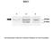 SGK antibody, ARP56652_P050, Aviva Systems Biology, Western Blot image 