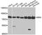 Moesin antibody, A12473, ABclonal Technology, Western Blot image 