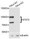 STAT3 antibody, LS-C348953, Lifespan Biosciences, Western Blot image 