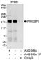 Zinc Finger MYND-Type Containing 8 antibody, A302-090A, Bethyl Labs, Immunoprecipitation image 