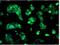 Sorbitol Dehydrogenase antibody, NBP2-02126, Novus Biologicals, Immunofluorescence image 