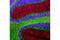 GFAP antibody, 8152S, Cell Signaling Technology, Immunofluorescence image 