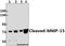 Matrix Metallopeptidase 15 antibody, A06396Y132, Boster Biological Technology, Western Blot image 