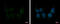 Intraflagellar Transport 80 antibody, GTX109393, GeneTex, Immunofluorescence image 
