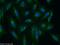 Trans-Golgi Network Protein 2 antibody, 13573-1-AP, Proteintech Group, Immunofluorescence image 