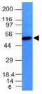 Vimentin antibody, orb388775, Biorbyt, Western Blot image 