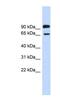 LARGE Xylosyl- And Glucuronyltransferase 1 antibody, NBP1-59946, Novus Biologicals, Western Blot image 