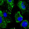Protein Disulfide Isomerase Family A Member 3 antibody, LS-B9769, Lifespan Biosciences, Immunofluorescence image 