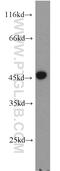 PtdIns(4)P-5-kinase-like protein 1 antibody, 17547-1-AP, Proteintech Group, Western Blot image 