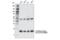 Histone H3 antibody, 74073S, Cell Signaling Technology, Western Blot image 