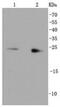RAB9A, Member RAS Oncogene Family antibody, NBP2-67331, Novus Biologicals, Western Blot image 