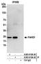 Fumarylacetoacetate Hydrolase Domain Containing 1 antibody, A305-619A-M, Bethyl Labs, Immunoprecipitation image 