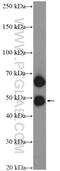Paired Immunoglobin Like Type 2 Receptor Alpha antibody, 11818-1-AP, Proteintech Group, Western Blot image 