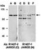 JMJ antibody, orb67273, Biorbyt, Western Blot image 