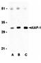 XIAP Associated Factor 1 antibody, orb74519, Biorbyt, Western Blot image 