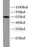 Aldehyde Dehydrogenase 1 Family Member A1 antibody, FNab00282, FineTest, Western Blot image 