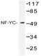 Nuclear Transcription Factor Y Subunit Gamma antibody, AP20495PU-N, Origene, Western Blot image 