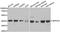 Selenophosphate Synthetase 1 antibody, orb247449, Biorbyt, Western Blot image 