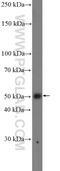 HNF-3-beta antibody, 22474-1-AP, Proteintech Group, Western Blot image 