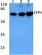Tubulin Gamma Complex Associated Protein 4 antibody, PA5-75415, Invitrogen Antibodies, Western Blot image 