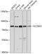 Sulfate transporter antibody, 15-603, ProSci, Western Blot image 