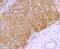 58K Golgi protein antibody, NBP2-67099, Novus Biologicals, Immunohistochemistry paraffin image 