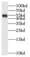 BTB Domain Containing 1 antibody, FNab00971, FineTest, Western Blot image 