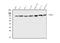 SUMO-activating enzyme subunit 2 antibody, M03816-2, Boster Biological Technology, Western Blot image 