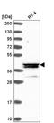 Probable methyltransferase-like protein 15 antibody, HPA039885, Atlas Antibodies, Western Blot image 