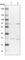 Ubiquitin-conjugating enzyme E2 E2 antibody, HPA028872, Atlas Antibodies, Western Blot image 