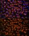 Dystroglycan 1 antibody, GTX64471, GeneTex, Immunofluorescence image 