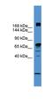Zinc finger protein Rlf antibody, orb324772, Biorbyt, Western Blot image 