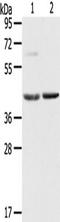 Hypoxia-inducible factor 1-alpha inhibitor antibody, TA351582, Origene, Western Blot image 